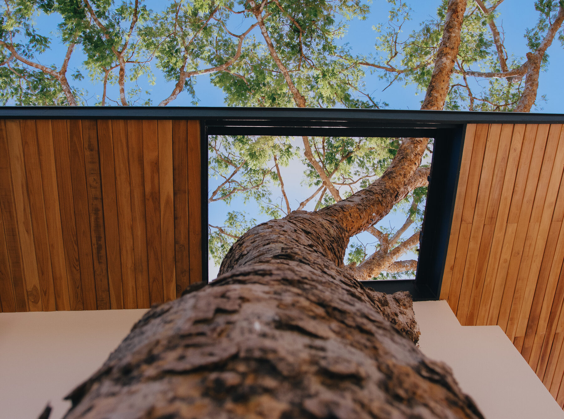 Tree trunk through skylight