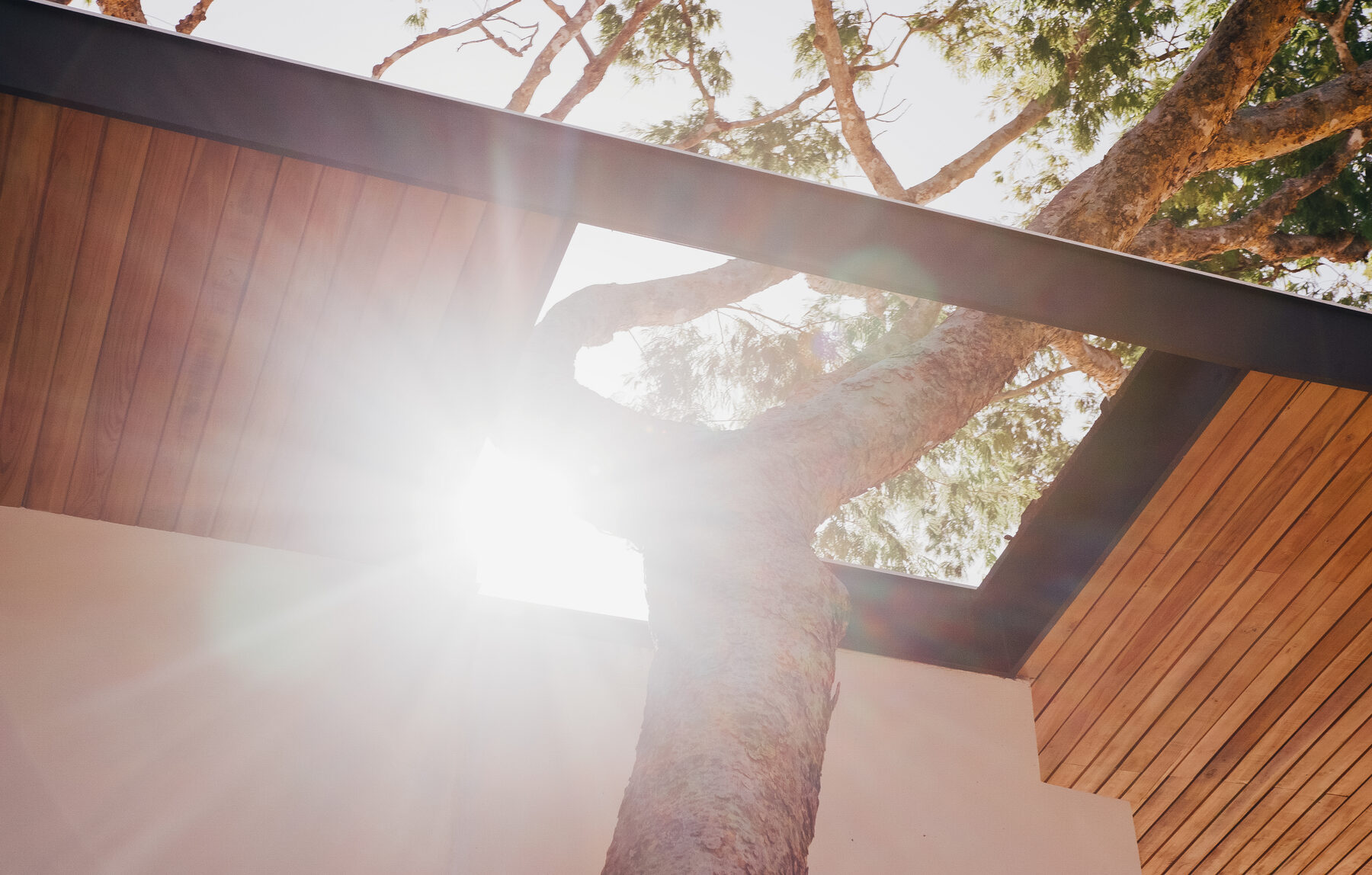 Tree with sun flare
