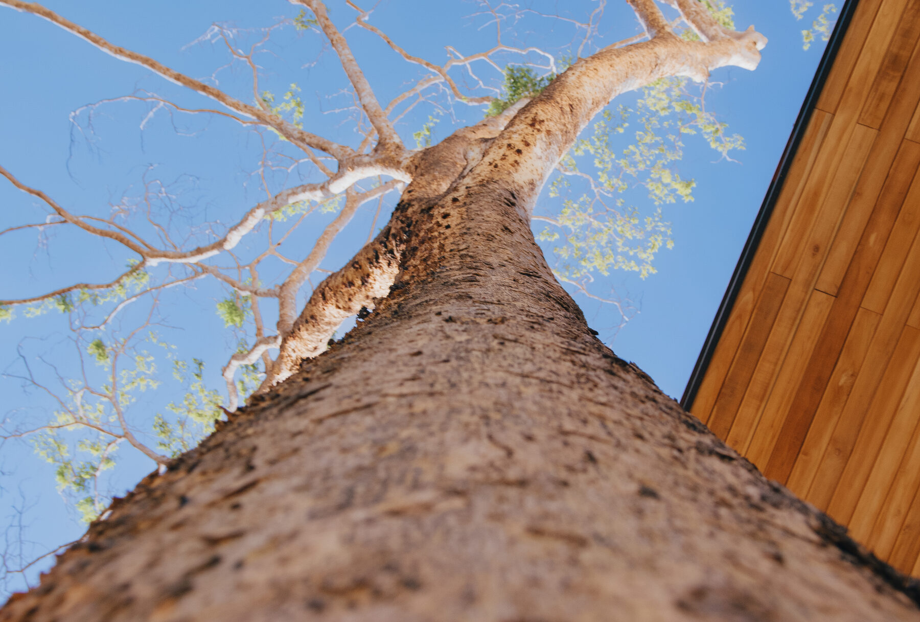 Tree trunk and canopy