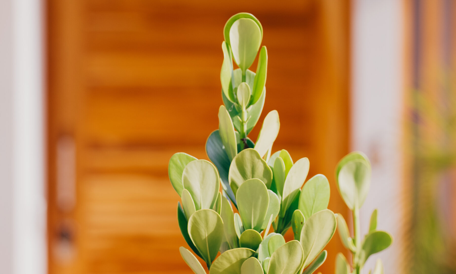 Plant detail