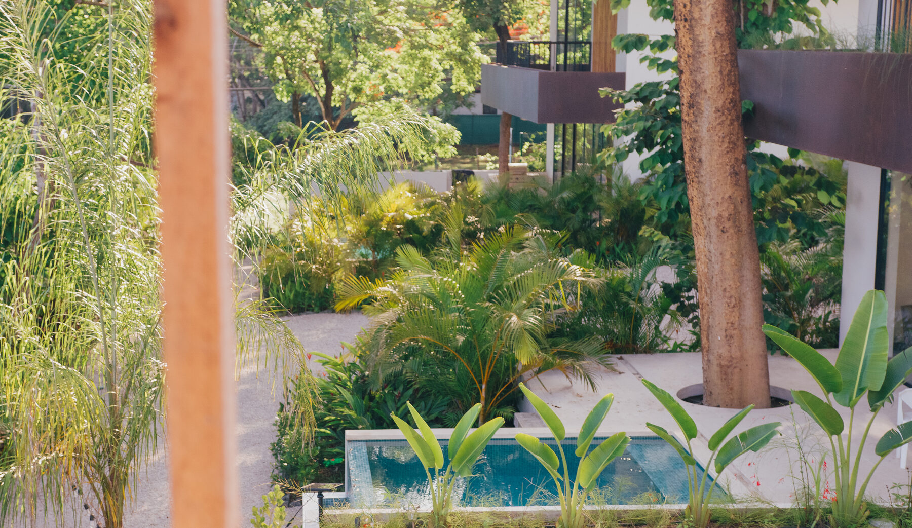 Pool and tropical garden