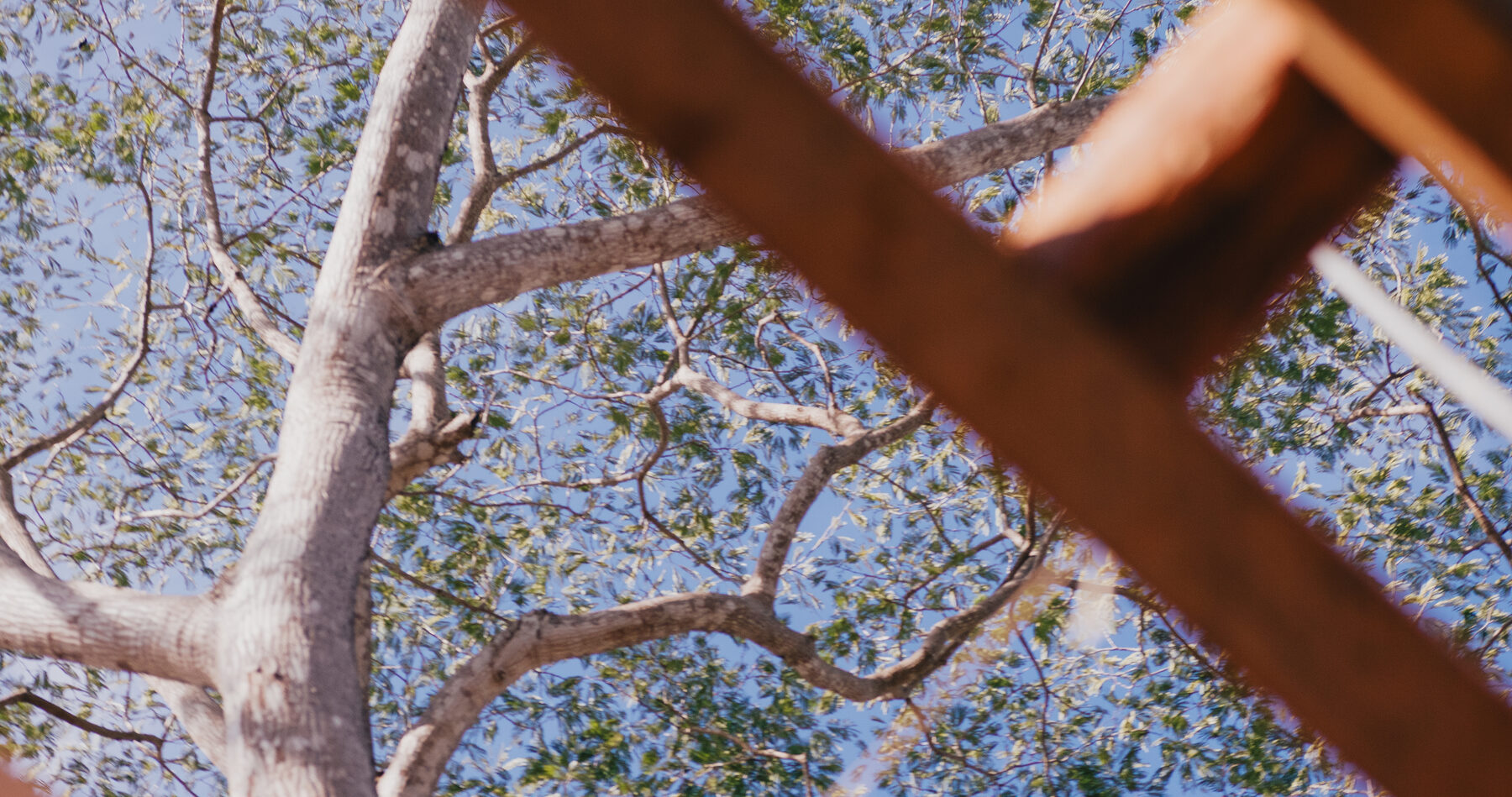 Canopy detail