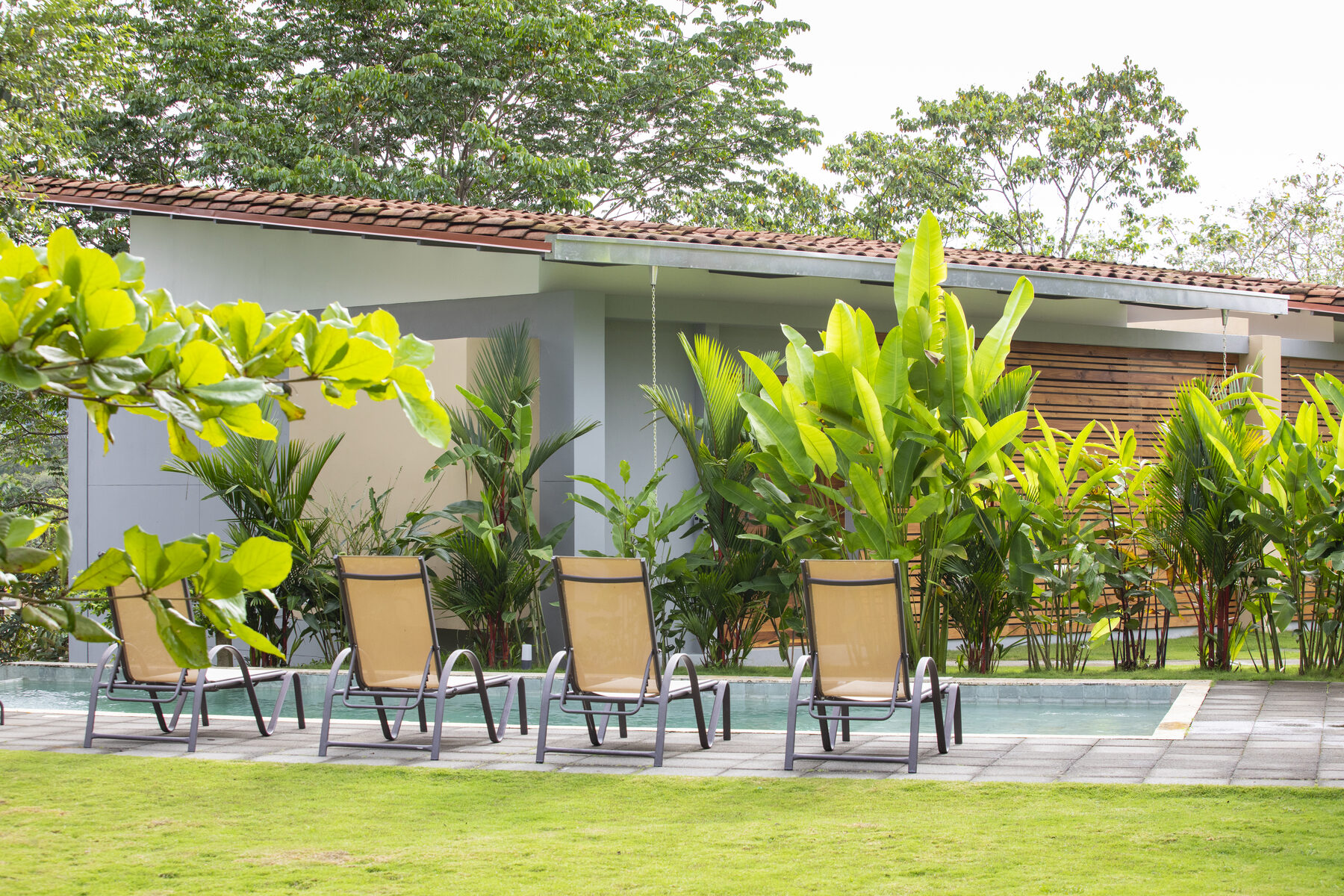 Pool deck with loungers and tropical planting